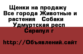 Щенки на продажу - Все города Животные и растения » Собаки   . Удмуртская респ.,Сарапул г.